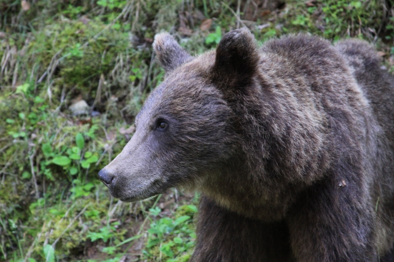 Bear in Carpathian mountains
