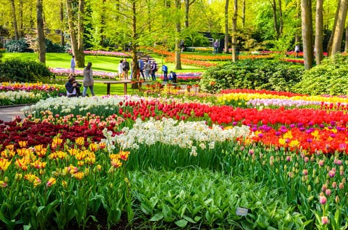 Viaggi Interrail in primavera | Fiori nei Giardini di Keukenhof, Paesi Bassi