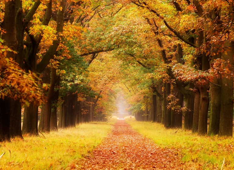 Parc national De Hoge Veluwe