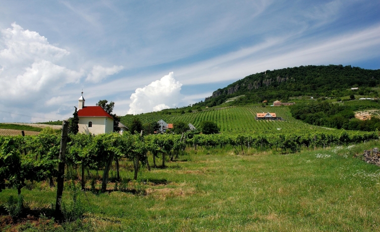 Vignoble de la région du Balaton